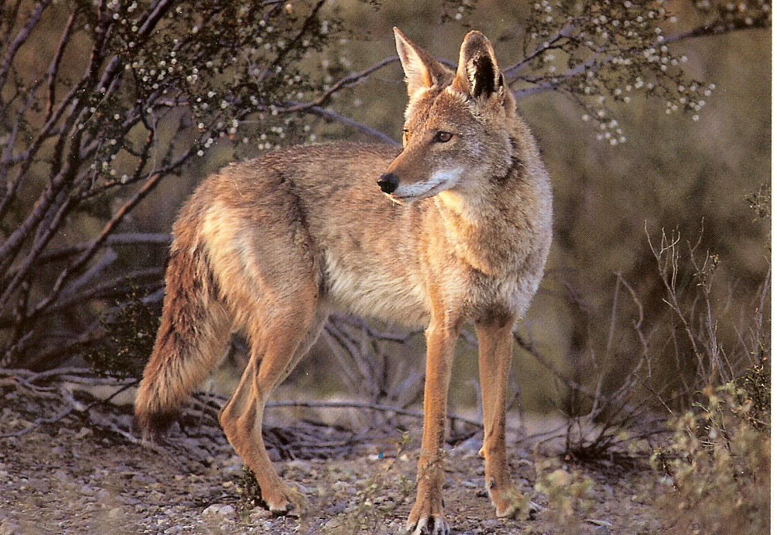 wildlife removal coyote