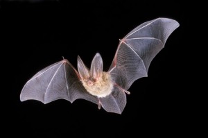 bat removal services lake county and mchenry county illinois