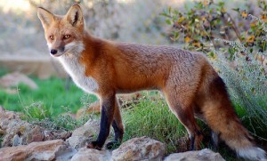 Red-fox-Vulpes-vulpes3